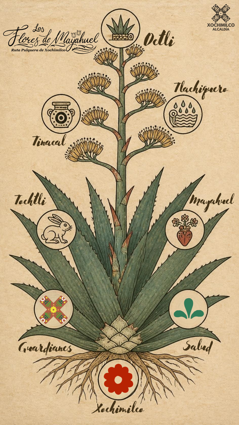 Monografía Maguey